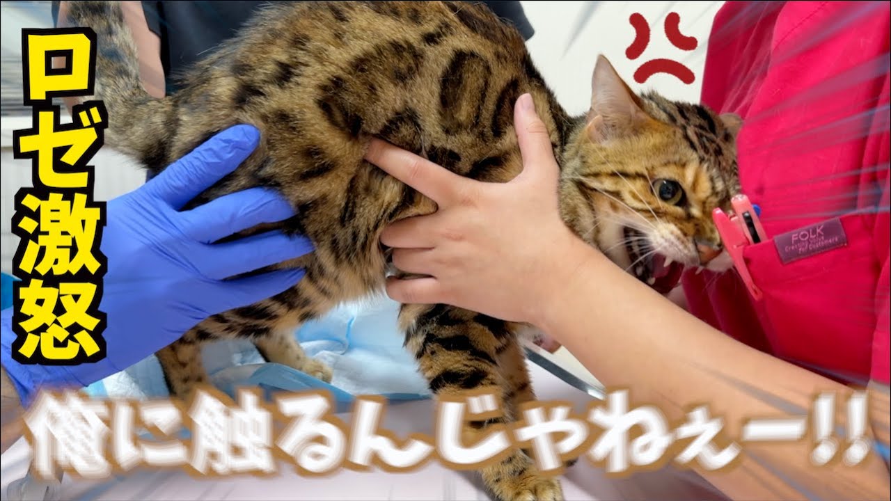 ロゼのお尻が爆発したので病院に連れて行きました