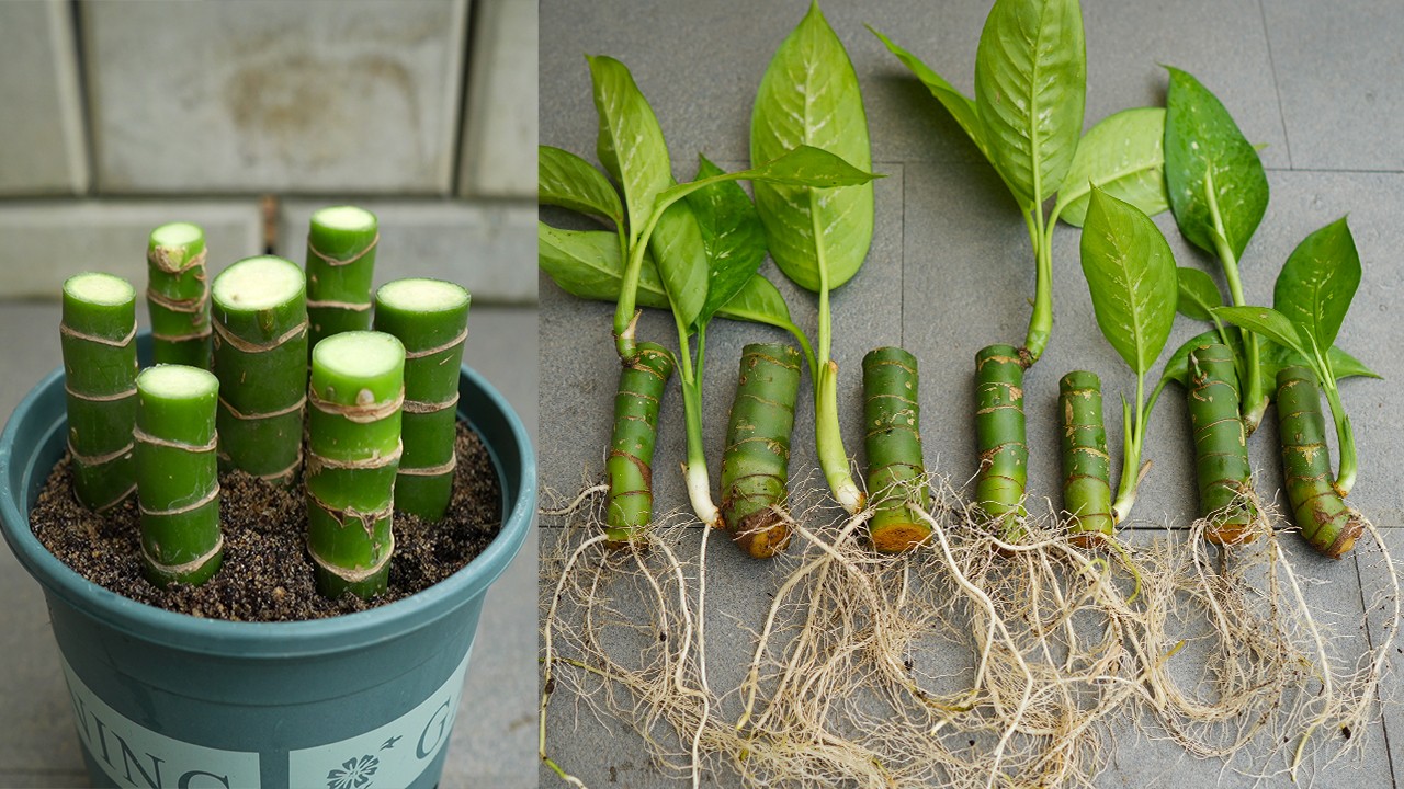 How to grow dieffenbachia from cuttings, propagate dumb cane YouTube