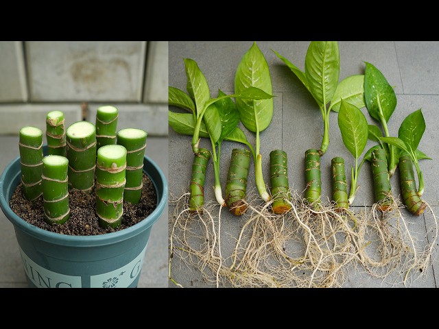 brazil heart leaf philodendron Philodendron Scandens 'Brasil'