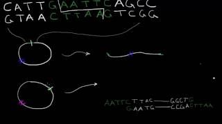 Episode 3. Restriction Enzymes