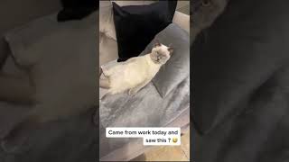 Sleeping Cat FUNNY VIDEO - Cute Cat Sleeping On Couch - My Cat is Relaxing - Funnies Cat