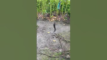 Câu cá lóc kiểu Miền Tây