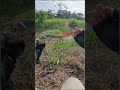 Mancing gabus di rawa idaman para engler!!