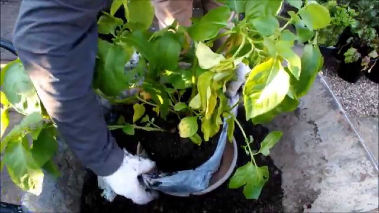 How to grow potatoes in potato bags with Van Meuwen 