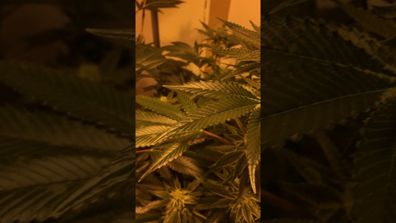 415 sunset sherbet 5 week of flower