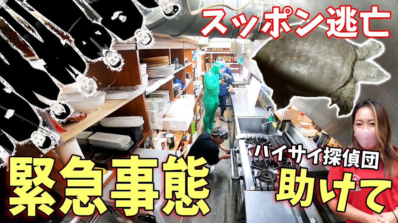 緊急事態 居酒屋で逃亡したスッポンを探し出せ 依頼メール Youtube