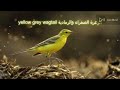 Grey Yellow Wagtail الزعرة الصفراء والرمادية Grey Yellow Wagtail الزعرة الصفراء والرمادية