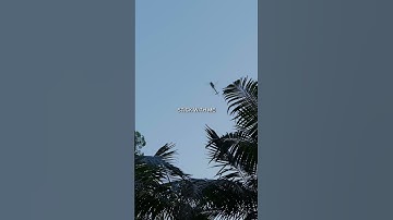 #arboristlife #treecare #tree #arborist