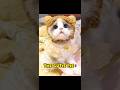 My Fashion Mood Be Like 🔥 #cat #catvideos #catshorts #relatable