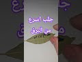 جلب سريع للحبيب ورق الغار للمحبة سريعة جلب الحبيب جلب