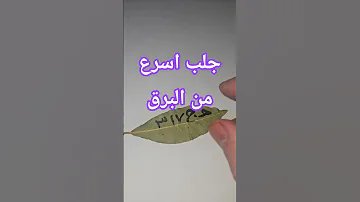 جلب سريع للحبيب ورق الغار للمحبة سريعة جلب الحبيب جلب 
