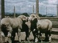 Different Types Of Sheep And If They Re Used For Meat Or Wool Sheep 1954 CharlieDeanArchives 