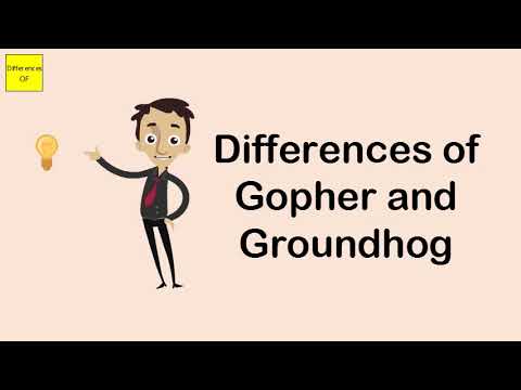 Video: Perbezaan Antara Groundhog Dan Woodchuck