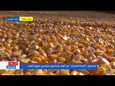محصول الذرة الصفراء من أهم محاصيل مزارعي سهل الغاب
