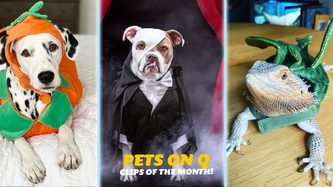 End of the month Animal Compilation | Pets on Q SHORTS