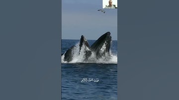 #quran #القرآن #تلاوات #تلاوة_خاشعة #قرآن #اكسبلور #food #حالات  #funny #duet #ترند  #القرآن_الكريم
