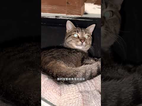 新的休閒王座 - 怎樣寵壞你的貓？ #貓 #cat #貓咪 #愛貓