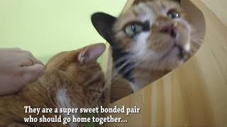 Meet Multy and Tiger! ADOPTED