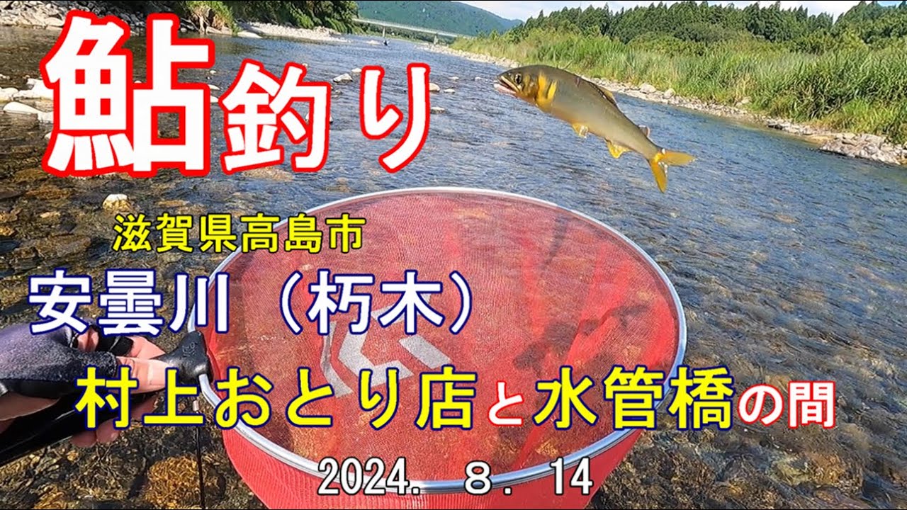 鮎釣り 安曇川（朽木） 村上おとり店と水管橋の間 R6 8 14 滋賀県高島