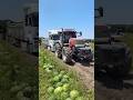 Powerful Tractor Pulls Heavy Truck Loaded with Watermelons 🍉🚜 | Farming Strength in Action#shorts