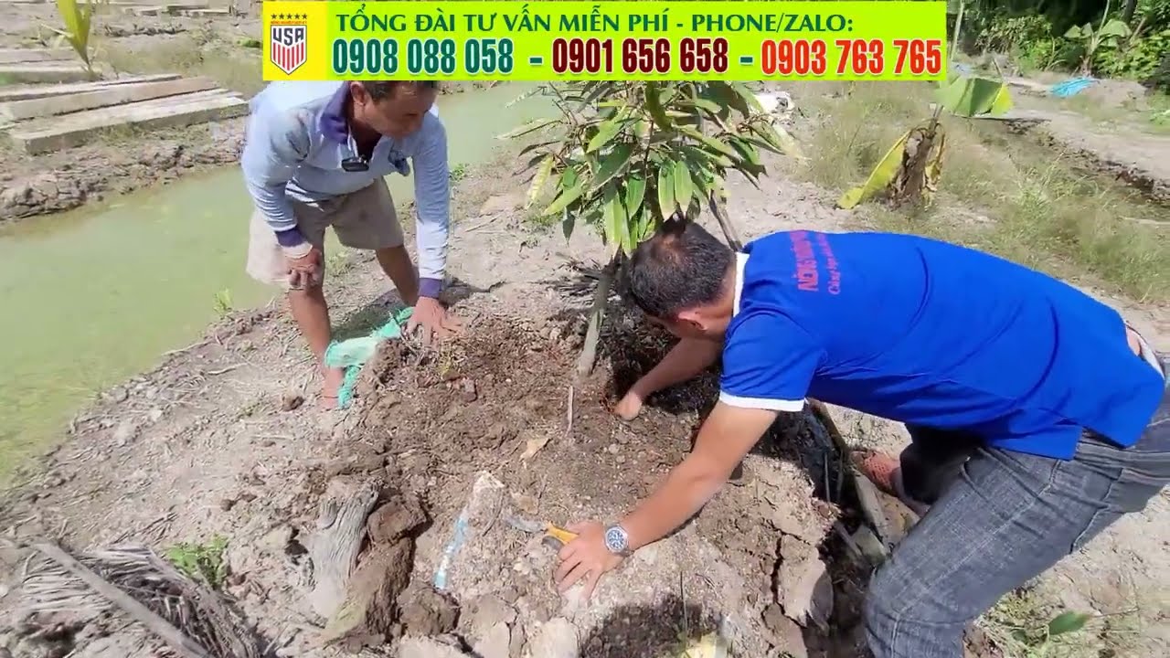 Nguyên nhân sầu riêng chết chậm ✅ Những sai lầm cần tránh khi trồng sầu riêng - kỹ thuật chăm sầu