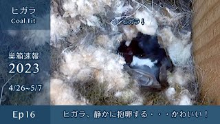 The Coal Tit continued to incubate the eggs quietly...so cute!(Ep16 Apr 26~May 8 2023)