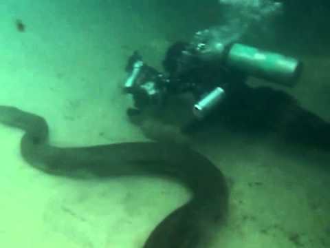 Mergulhando com Sucuris | Diving with Anacondas