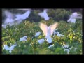 WILD BIRDS NATURAL SOUNDS AND RELAXING MUSIC