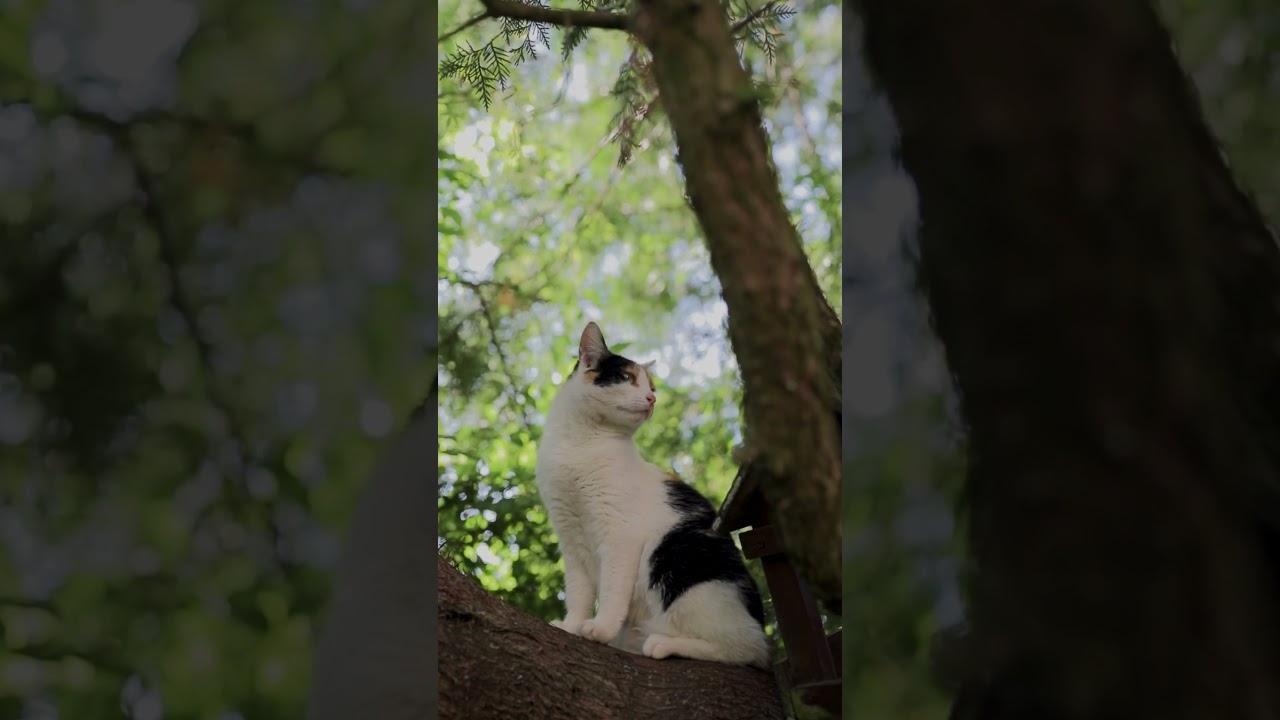 Can Your Cat Climb Trees Like This Fearless Feline?
