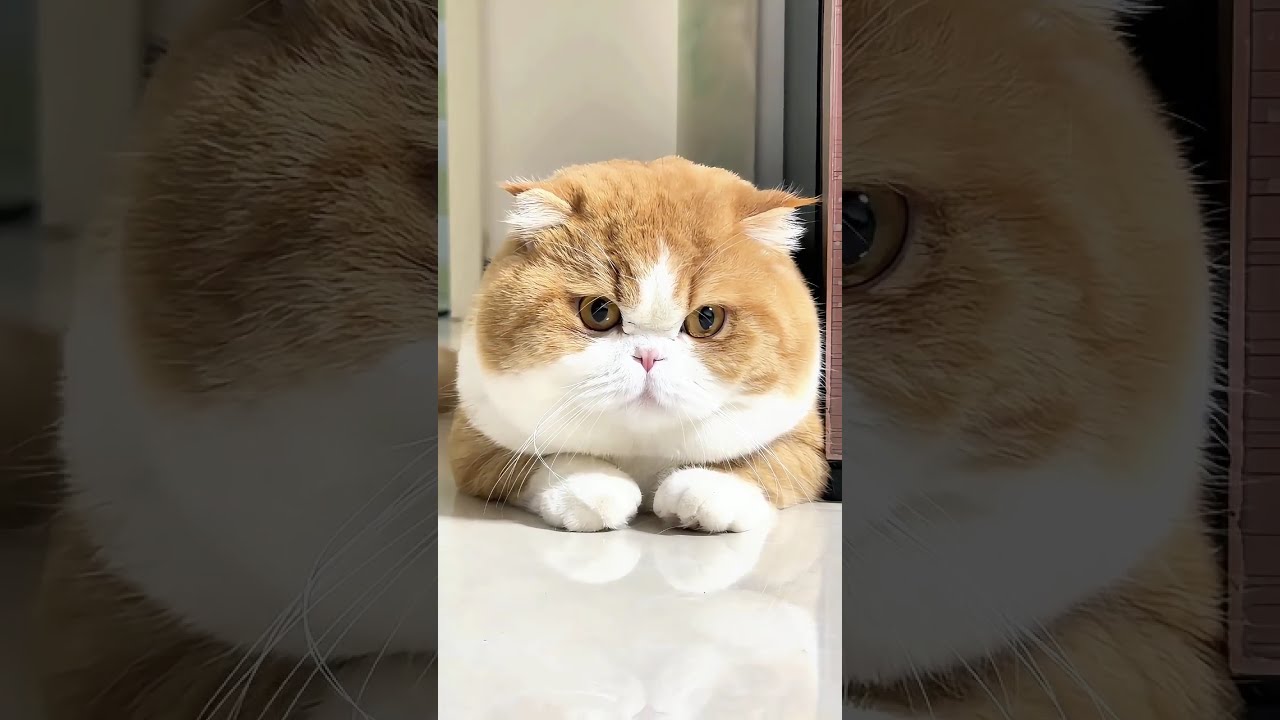 The Cutest Cat Moments You’ll Ever See 💕