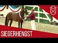 Holsteiner Siegerhengst  | Cadilo (Casall x Diarado) | Holsteiner Körung | 2018