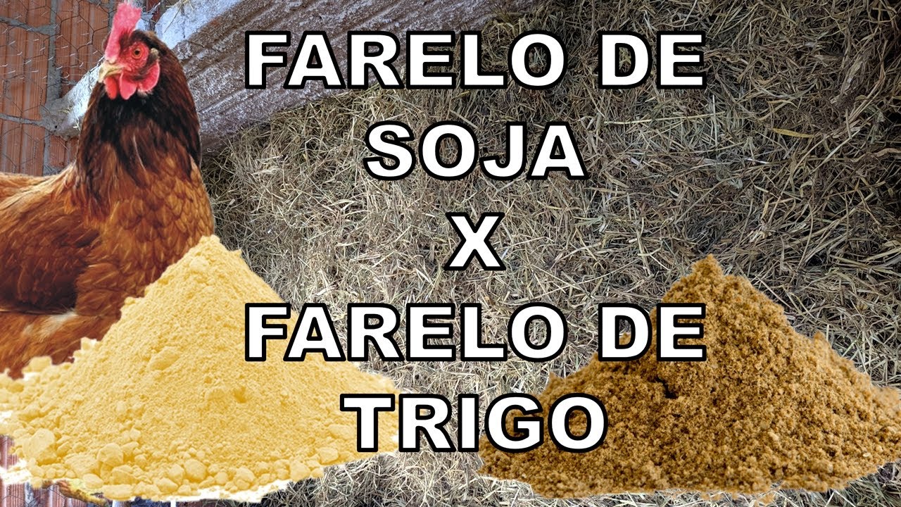 POSSO SUBSTITUIR FARELO DE SOJA POR FARELO DE TRIGO EM RAÇÃO DE GALINHAS?