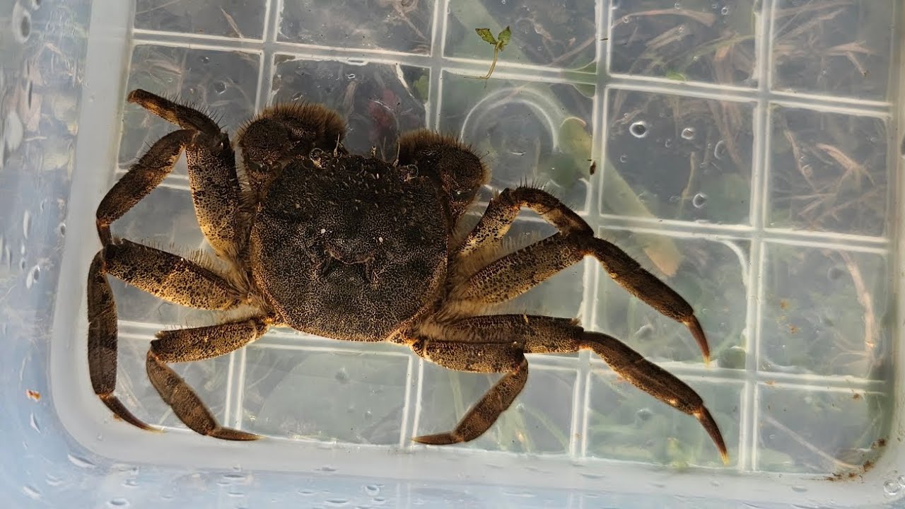 冬場でも生き物に会いたい！#川遊び 　#モクズガニ 　#サワガニ　#ドンコ　#メダカ #mởconcá #concu #ガサガサ #冬の川　#日本 #カニ #かに 