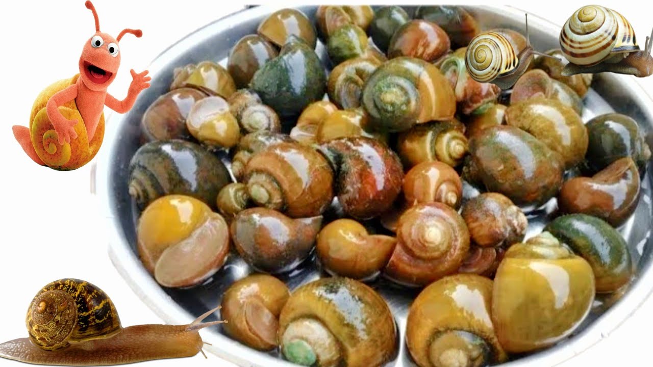 Snail masala curry/high protein snail curry recipe in hindi/tasty snail meat curry/sanil food recipe