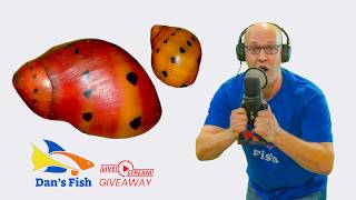 Ep380 Red Onion Nerite Snail  GIVEAWAY