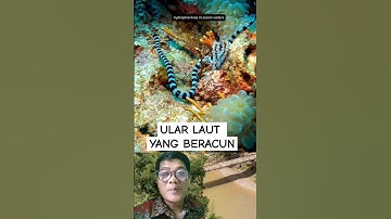 Ular Laut yang Beracun#shorts