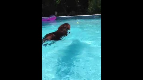 Mocha playing fetch in the pool chocolate lab swimming
