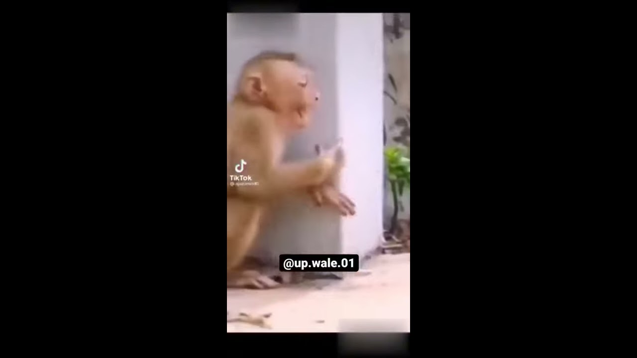 Funny video of  monkey crying