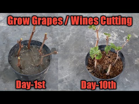 Video: Wilde Druiven Op Het Hek (30 Foto's): Hoe Plant Je In De Lente En De Herfst Langs Het Hek? Hoe Zorg Je Voor Een Haag? Stekken En Zaden Planten
