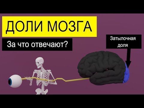 Полушария головного мозга | За что отвечают доли мозга? | Medanatfarm