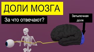 Полушария головного мозга | За что отвечают доли мозга? | Medanatfarm