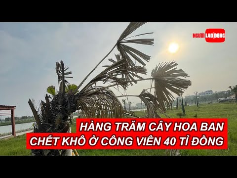Video Hàng trăm cây hoa ban chết khô ở công viên 40 tỉ đồng... - youtube