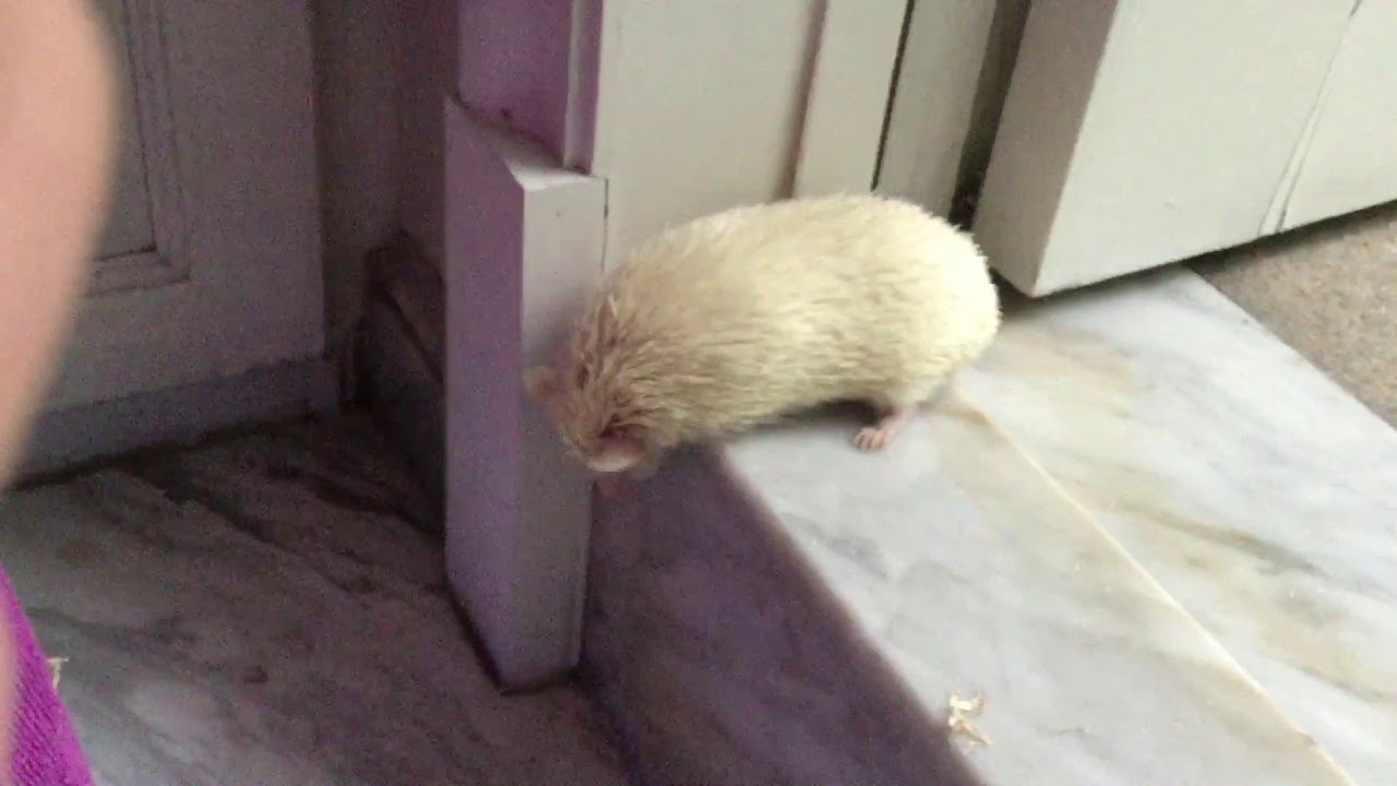Pet and Fun - YouTube