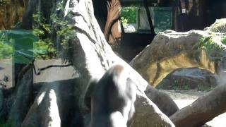 20091021 ゴリラ2