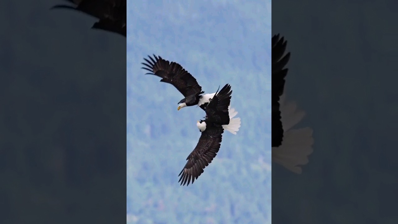 An Eagle's mating ritual🦅😳 
