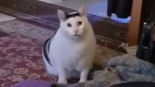 Cat saying Huh! Original Meme Template