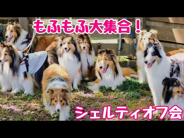 みーたん様　クリップシェルティちゃん シェルティ】もふもふ天国❤ かわいいシェルティが大集合！【オフ会