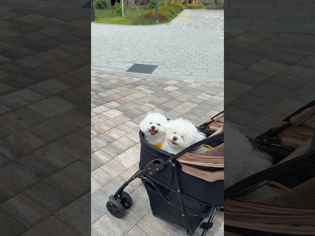 더워도 산책 포기 모태
