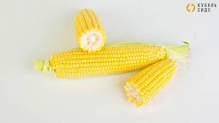Выращивание сахарной кукурузы. Початки наивысшего качества - это гибриды НОА и Харди.