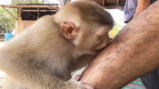Smart Monkey Zueii Grooming My Legs By Mouth Her